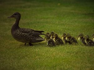 Preview wallpaper duck, young, ducks, grass, walk, family, care