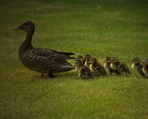 Preview wallpaper duck, young, ducks, grass, walk, family, care