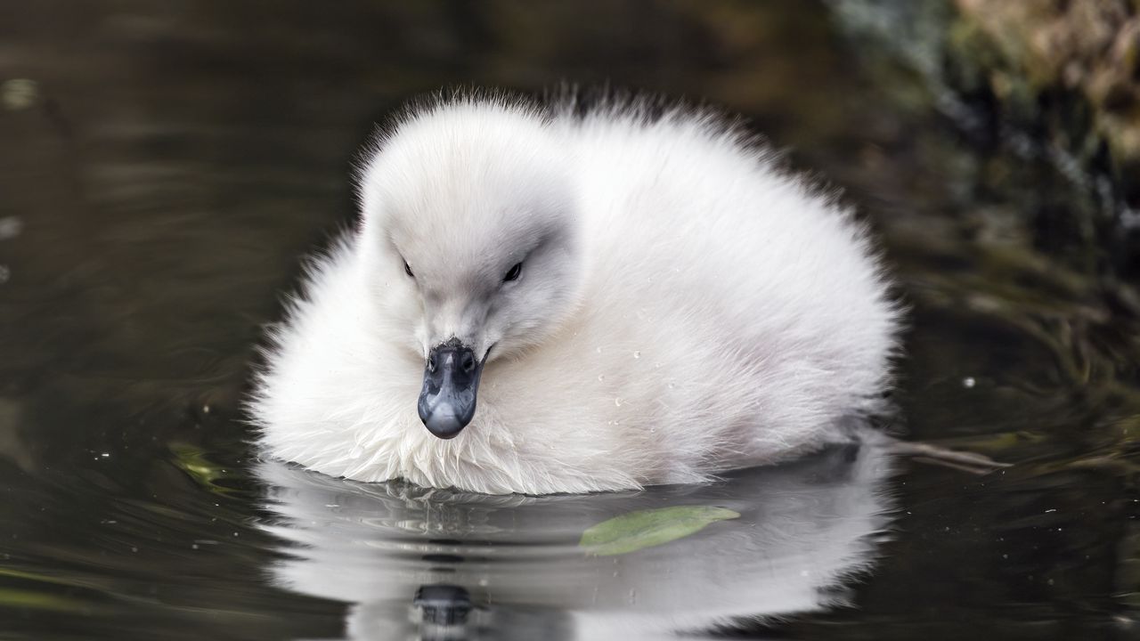 Wallpaper duckling, beak, fluffy, pond