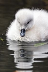 Preview wallpaper duckling, beak, fluffy, pond