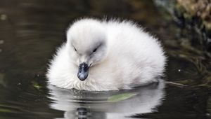 Preview wallpaper duckling, beak, fluffy, pond