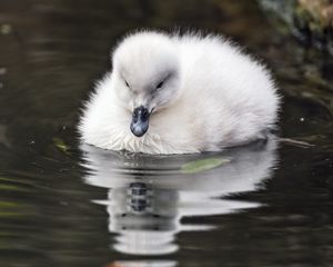 Preview wallpaper duckling, beak, fluffy, pond