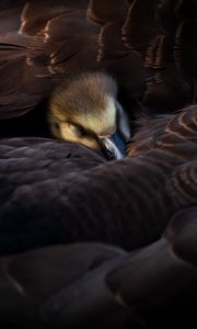 Preview wallpaper duckling, bird, feathers, wings