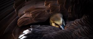 Preview wallpaper duckling, bird, feathers, wings