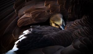 Preview wallpaper duckling, bird, feathers, wings