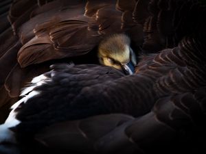 Preview wallpaper duckling, bird, feathers, wings