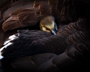 Preview wallpaper duckling, bird, feathers, wings