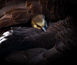 Preview wallpaper duckling, bird, feathers, wings