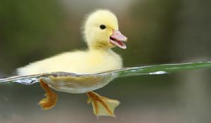 Preview wallpaper duckling, bird, water, swim