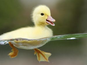 Preview wallpaper duckling, bird, water, swim