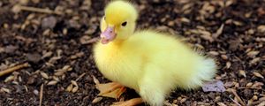 Preview wallpaper duckling, chick, baby