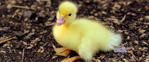Preview wallpaper duckling, chick, baby