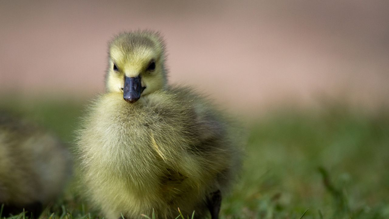 Wallpaper duckling, chick, fluffy, cute