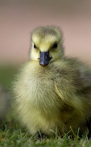 Preview wallpaper duckling, chick, fluffy, cute