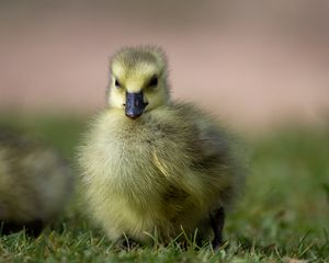 Preview wallpaper duckling, chick, fluffy, cute