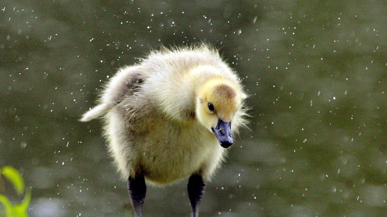 Wallpaper duckling, chick, swan, grass
