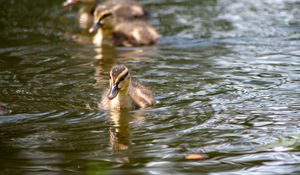 Preview wallpaper duckling, duck, bird, water, river