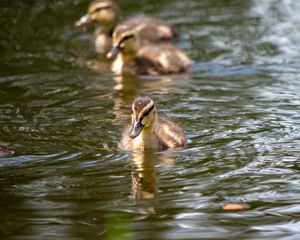 Preview wallpaper duckling, duck, bird, water, river