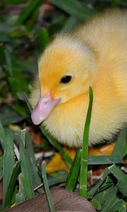 Preview wallpaper duckling, grass, bird, lie