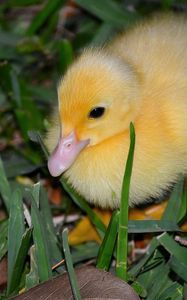 Preview wallpaper duckling, grass, bird, lie