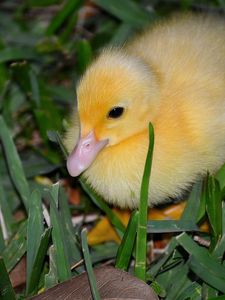 Preview wallpaper duckling, grass, bird, lie