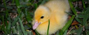 Preview wallpaper duckling, grass, bird, lie