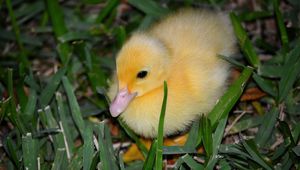 Preview wallpaper duckling, grass, bird, lie