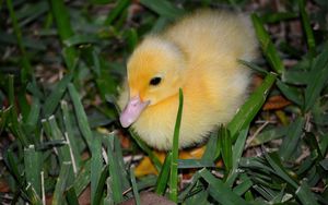 Preview wallpaper duckling, grass, bird, lie