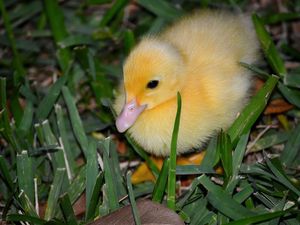 Preview wallpaper duckling, grass, bird, lie