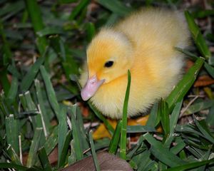 Preview wallpaper duckling, grass, bird, lie