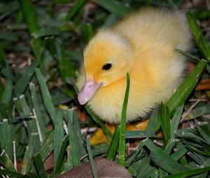 Preview wallpaper duckling, grass, bird, lie