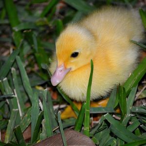 Preview wallpaper duckling, grass, bird, lie