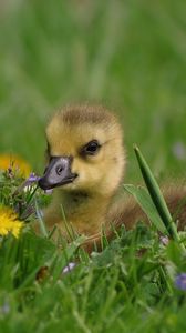 Preview wallpaper duckling, herbs, flowers, lie