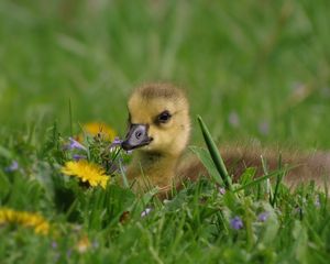 Preview wallpaper duckling, herbs, flowers, lie