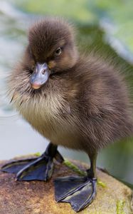 Preview wallpaper duckling, paws, toddler