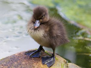 Preview wallpaper duckling, paws, toddler