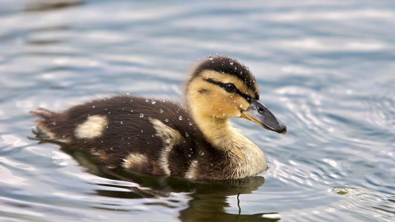 Wallpaper duckling, spotted, water, swim