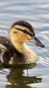 Preview wallpaper duckling, spotted, water, swim