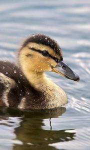 Preview wallpaper duckling, spotted, water, swim