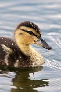 Preview wallpaper duckling, spotted, water, swim