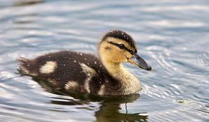 Preview wallpaper duckling, spotted, water, swim