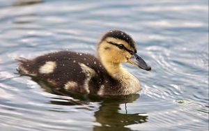 Preview wallpaper duckling, spotted, water, swim