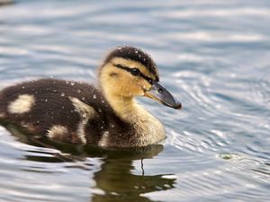 Preview wallpaper duckling, spotted, water, swim