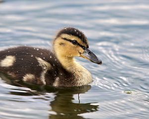 Preview wallpaper duckling, spotted, water, swim