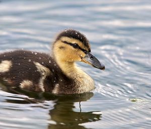 Preview wallpaper duckling, spotted, water, swim