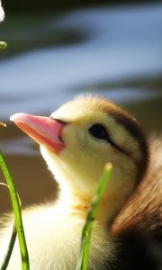 Preview wallpaper duckling, twigs, grass, baby