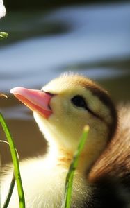 Preview wallpaper duckling, twigs, grass, baby