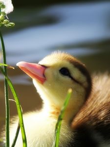 Preview wallpaper duckling, twigs, grass, baby