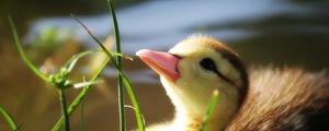 Preview wallpaper duckling, twigs, grass, baby