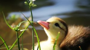 Preview wallpaper duckling, twigs, grass, baby